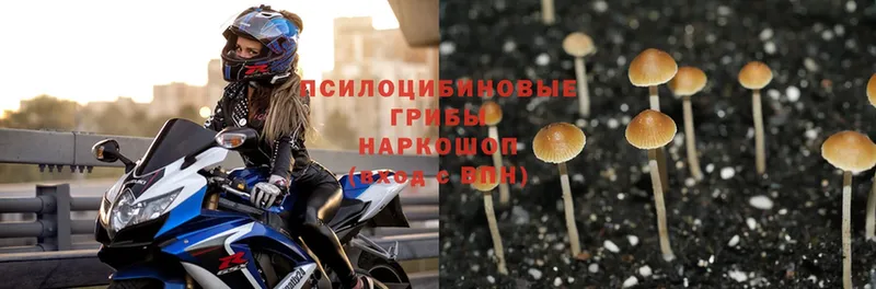 Псилоцибиновые грибы Psilocybe  Кадников 